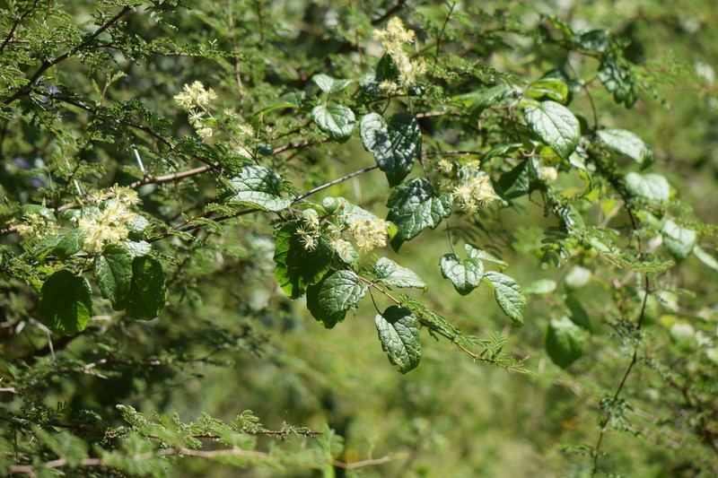 Clematis grossa photo 7