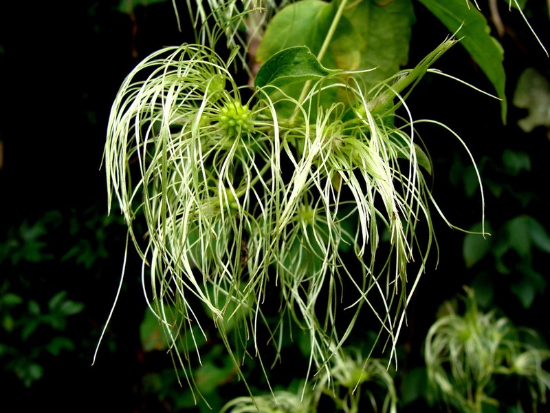 Clematis grossa photo 8