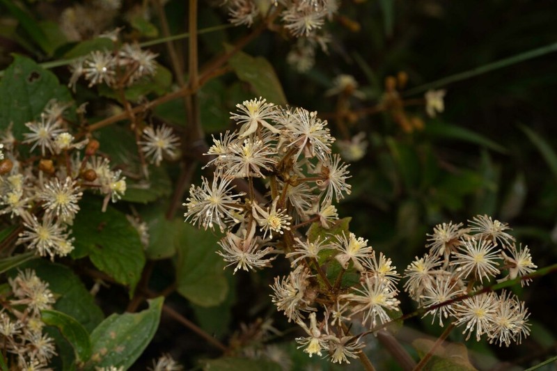Clematis guadeloupae