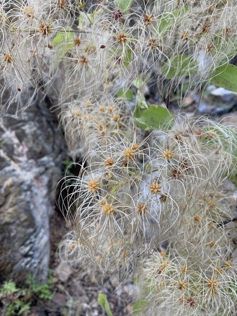 Clematis guadeloupae photo 2