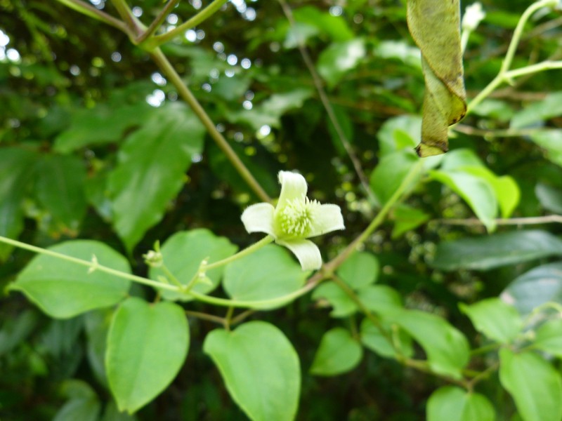 Clematis guadeloupae photo 6