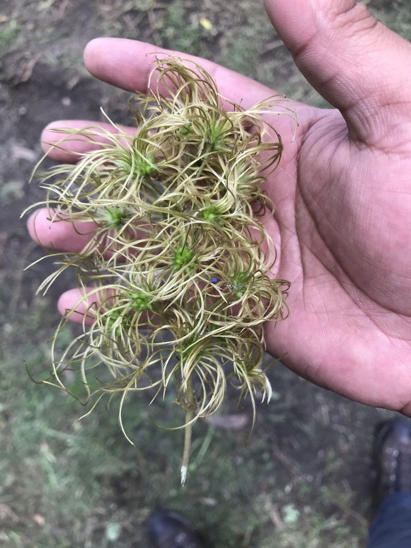 Clematis haenkeana