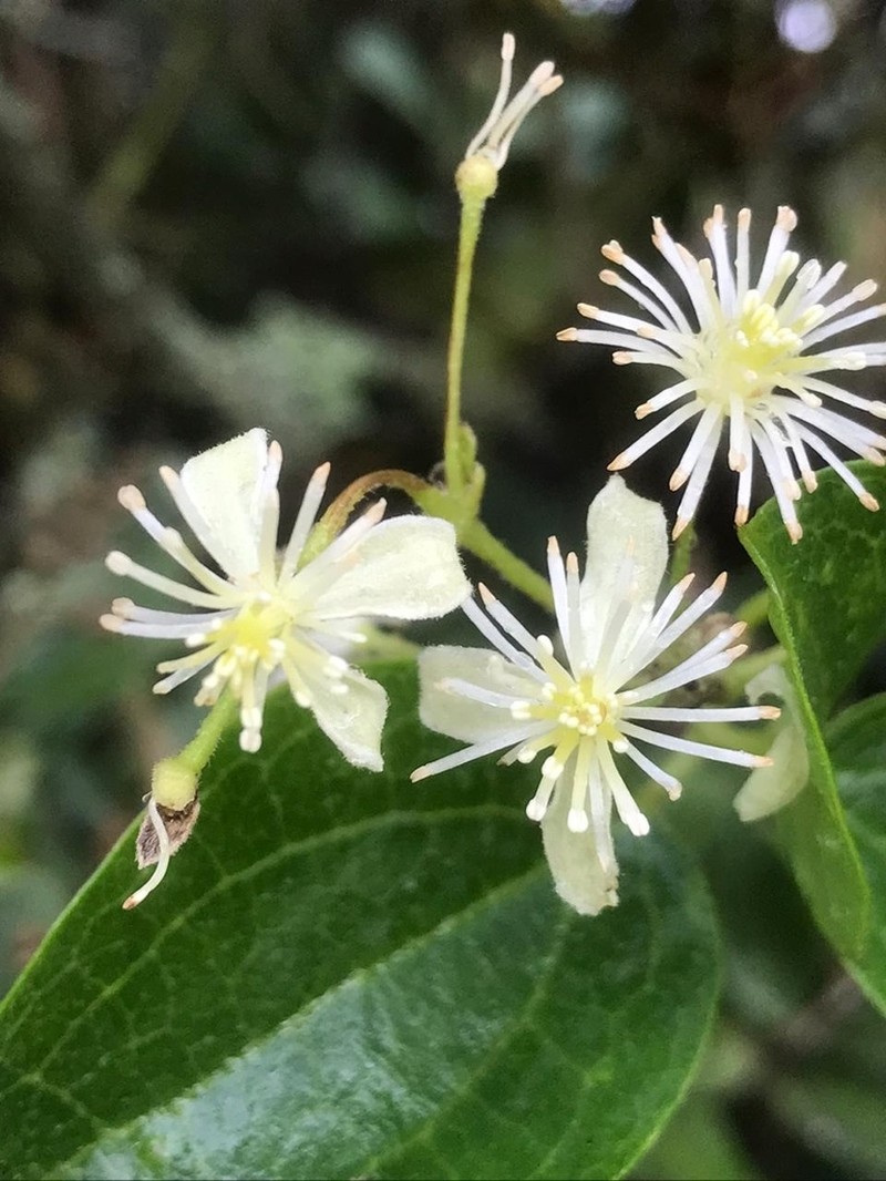 Clematis haenkeana photo 2