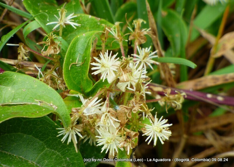 Clematis haenkeana photo 3