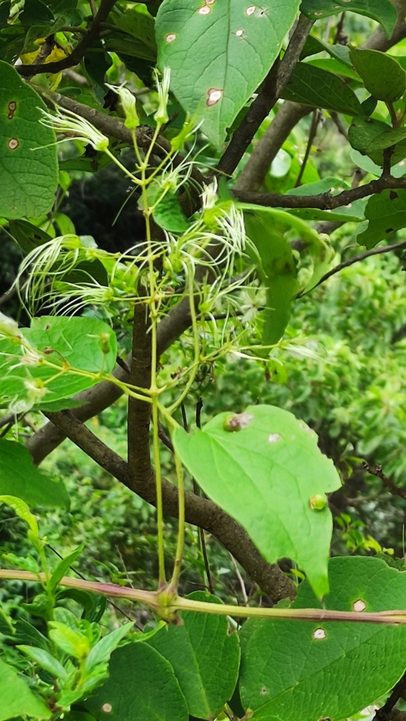 Clematis haenkeana photo 4