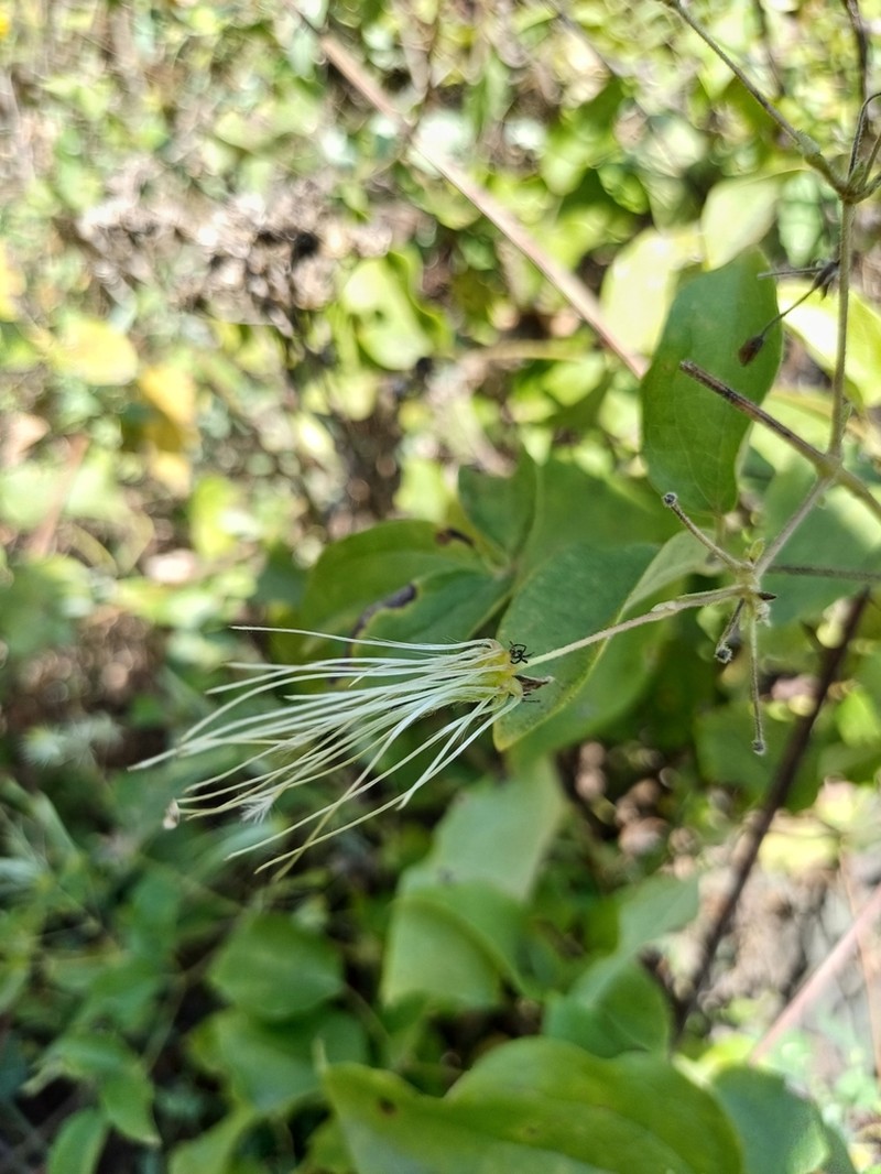 Clematis haenkeana photo 5