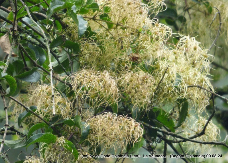 Clematis haenkeana photo 6