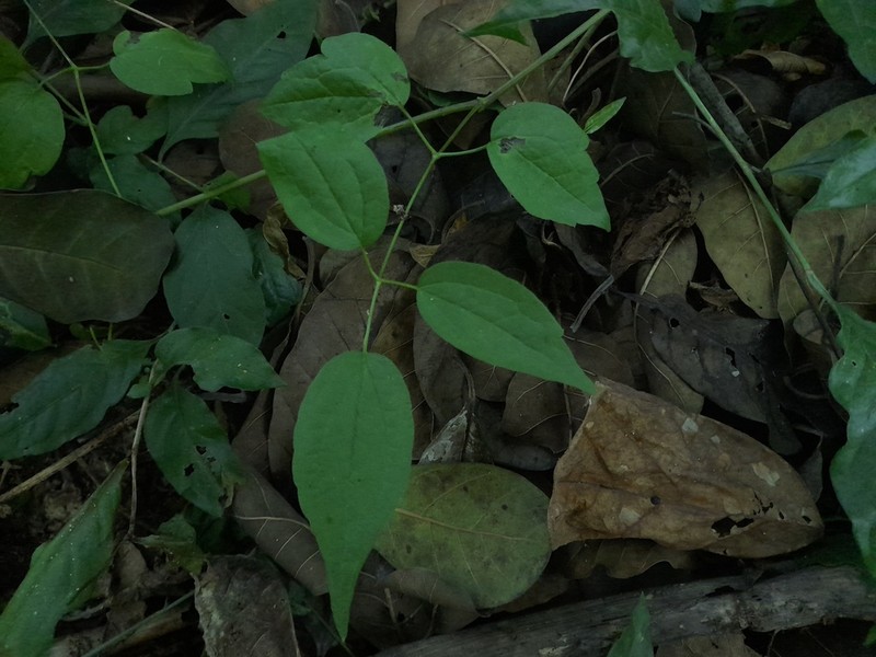 Clematis haenkeana photo 8