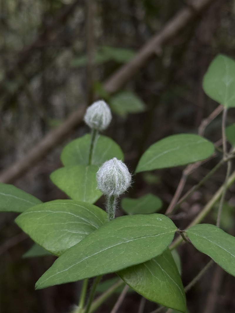 Clematis hancockiana