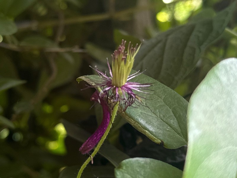 Clematis hancockiana photo 2
