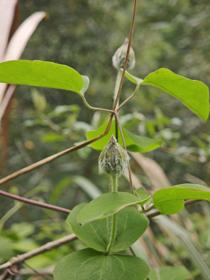 Clematis hancockiana photo 3