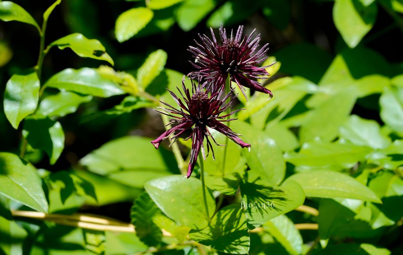 Clematis hancockiana photo 4