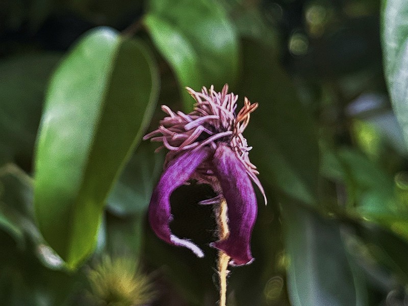Clematis hancockiana photo 5