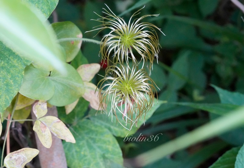 Clematis hancockiana photo 6