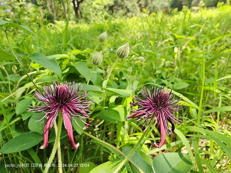 Clematis hancockiana photo 7
