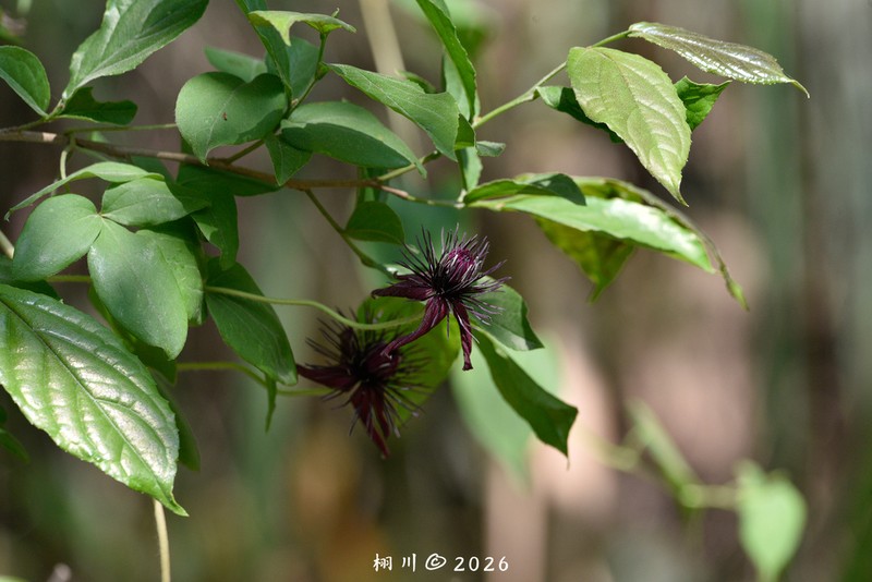 Clematis hancockiana photo 8