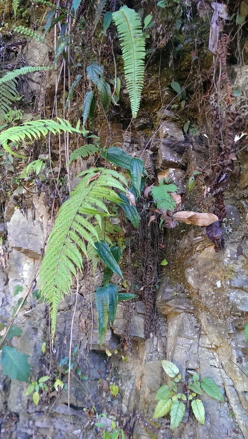 Clematis hayatae