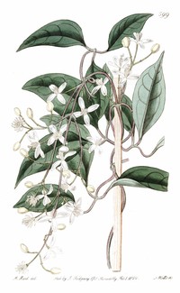 Clematis hedysarifolia