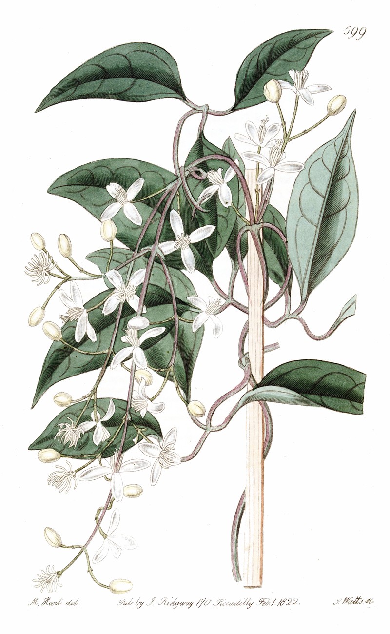 Clematis hedysarifolia