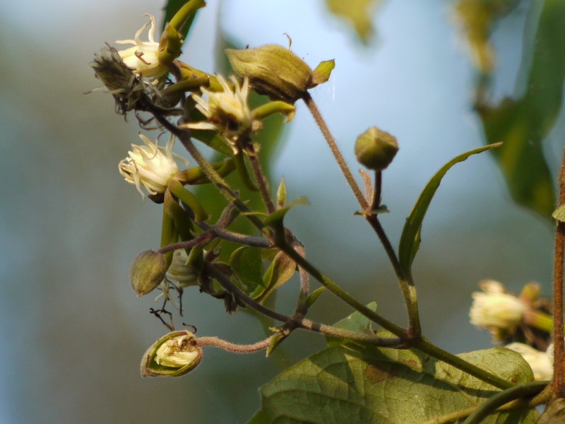 Clematis hedysarifolia photo 2