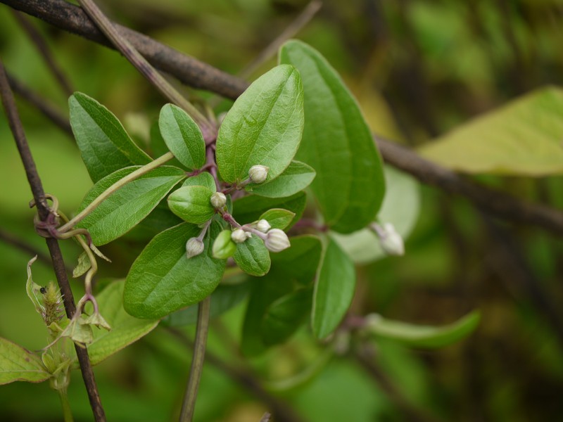Clematis hedysarifolia photo 3