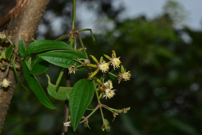 Clematis hedysarifolia photo 4