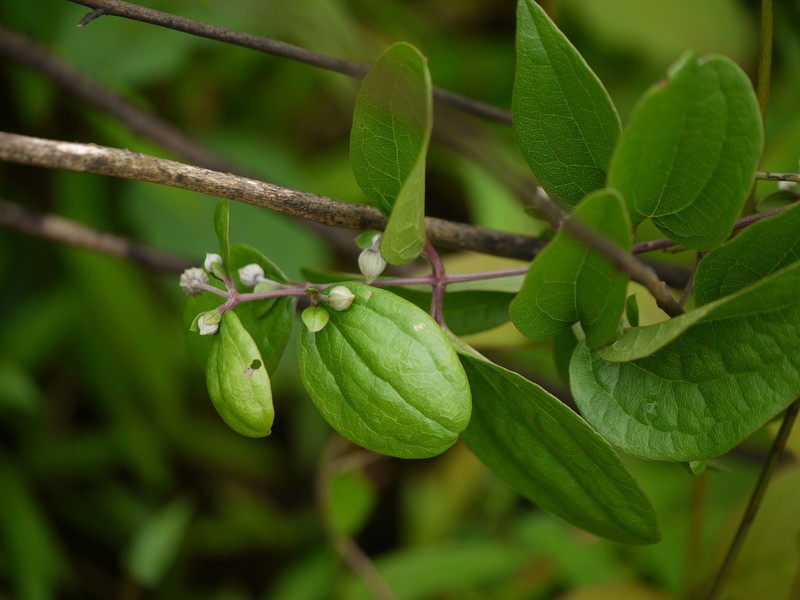 Clematis hedysarifolia photo 5