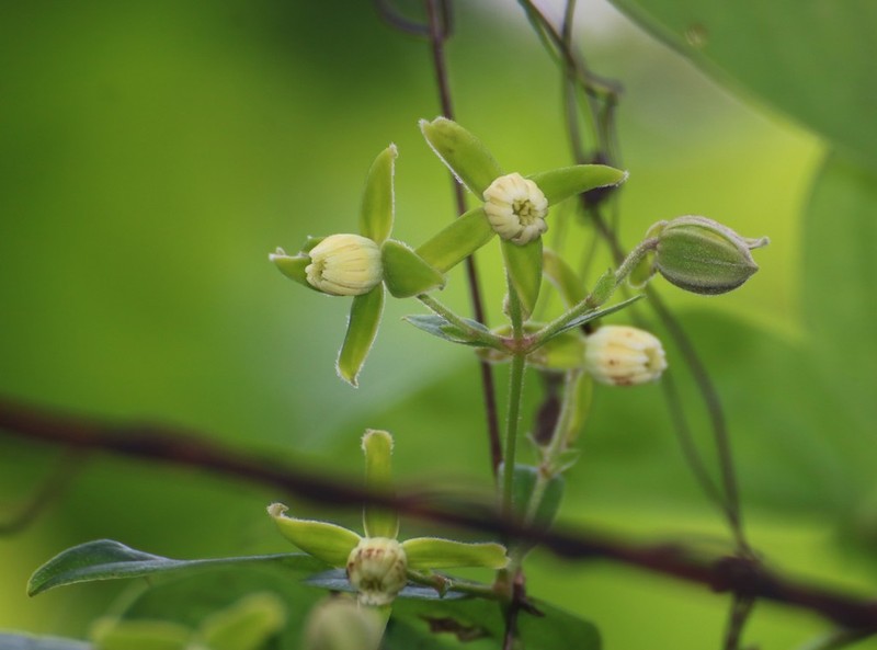 Clematis hedysarifolia photo 6