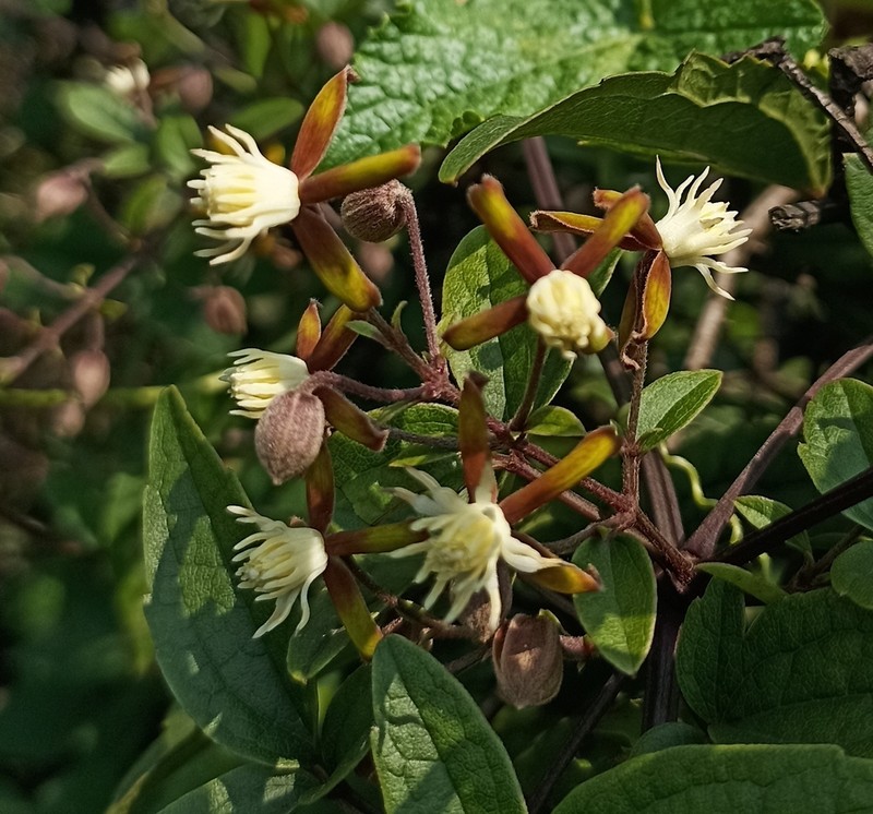 Clematis hedysarifolia photo 7
