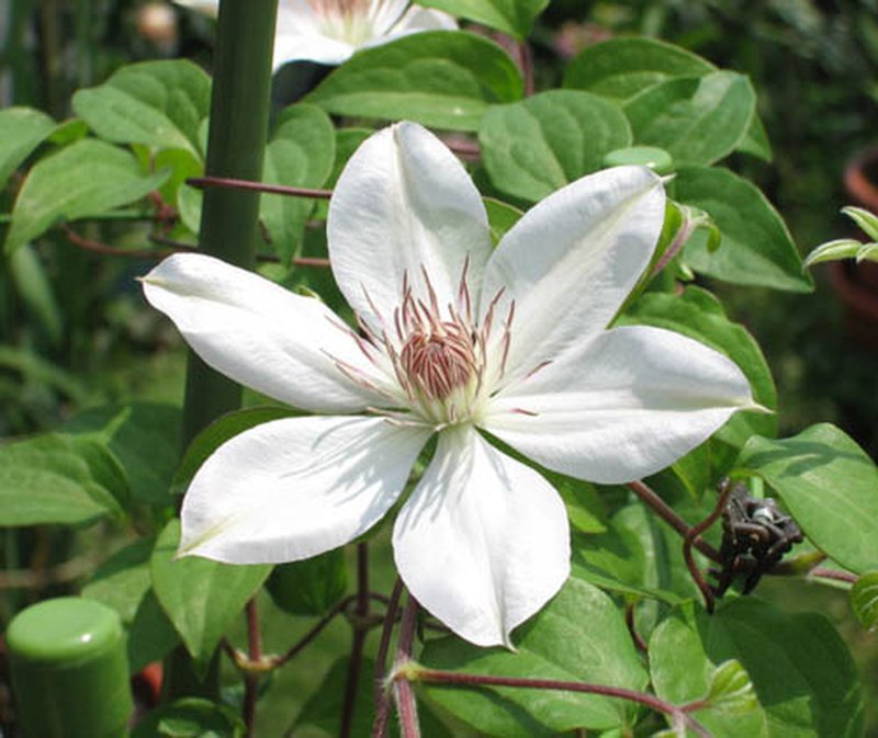 Clematis henryi