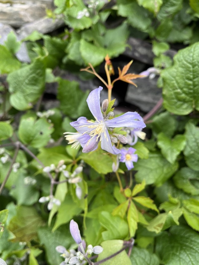 Hyacinth-Flower Clematis photo 3
