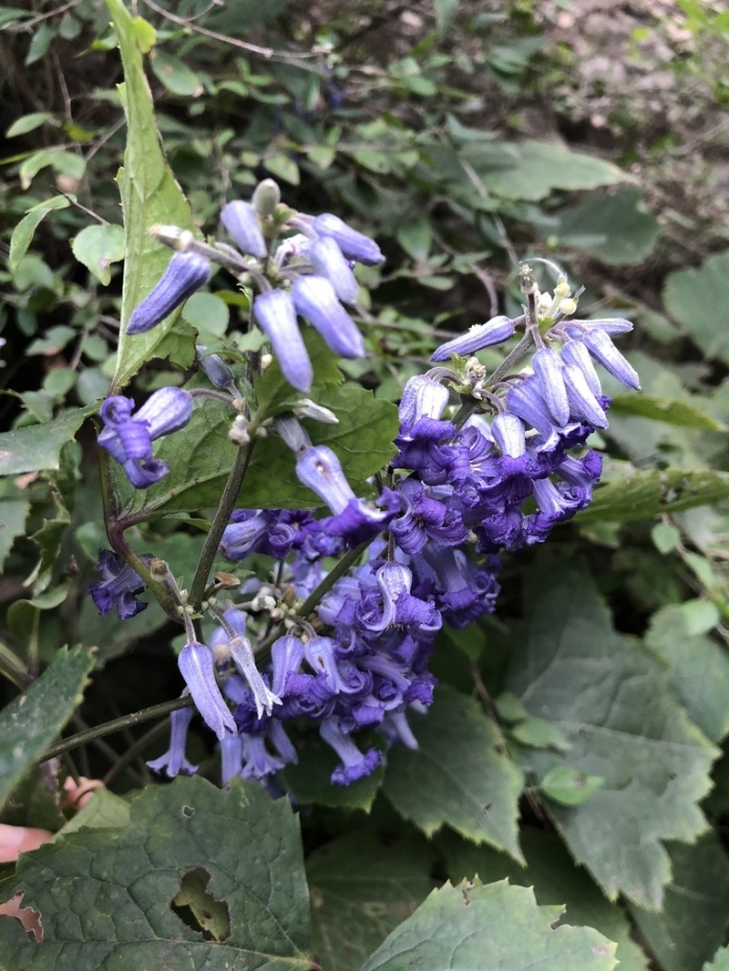 Hyacinth-Flower Clematis photo 5
