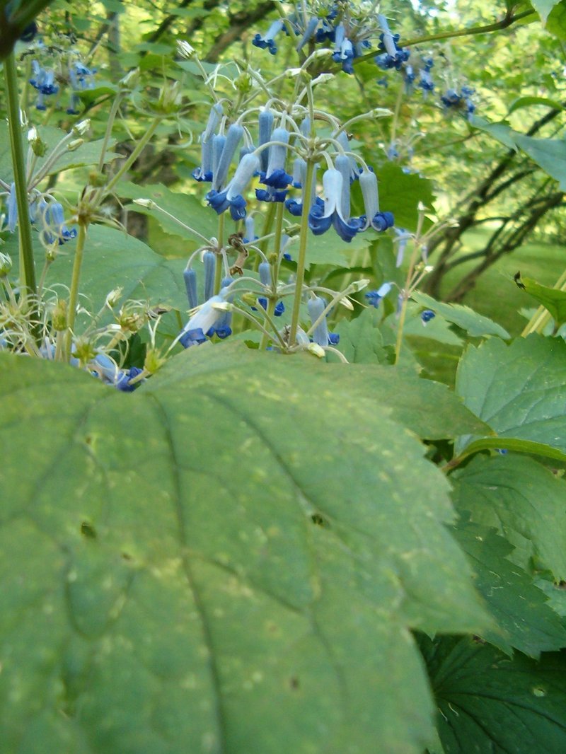 Hyacinth-Flower Clematis