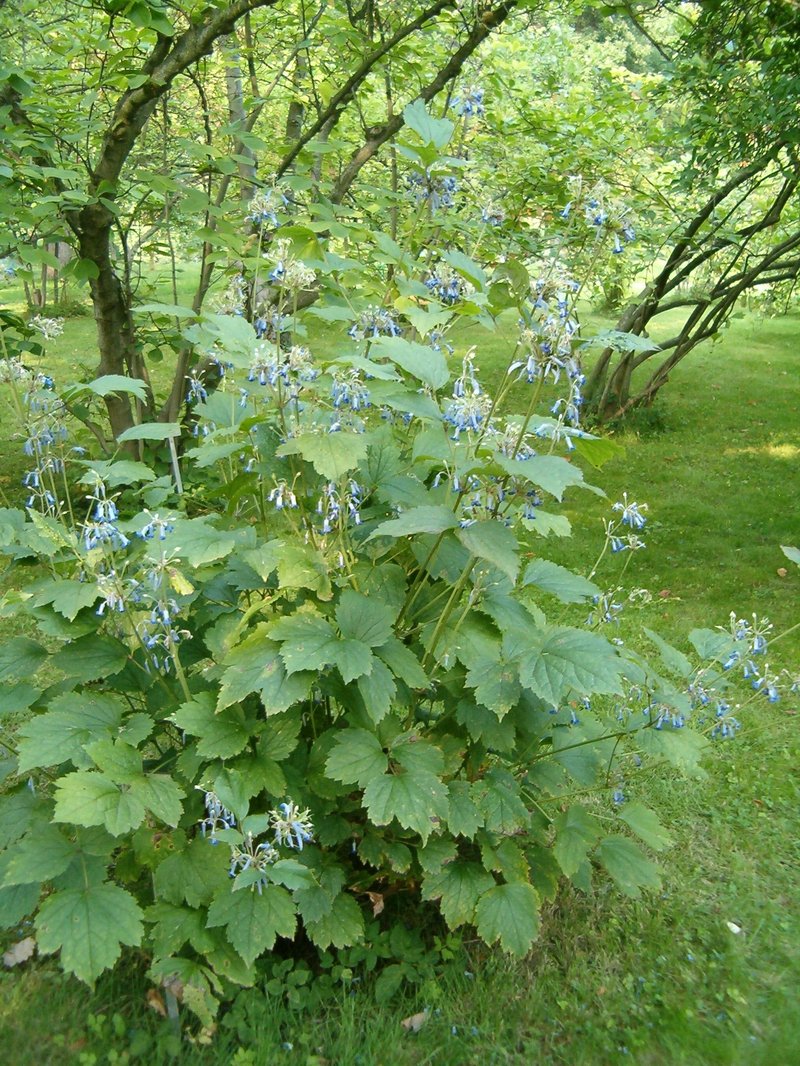 Hyacinth-Flower Clematis