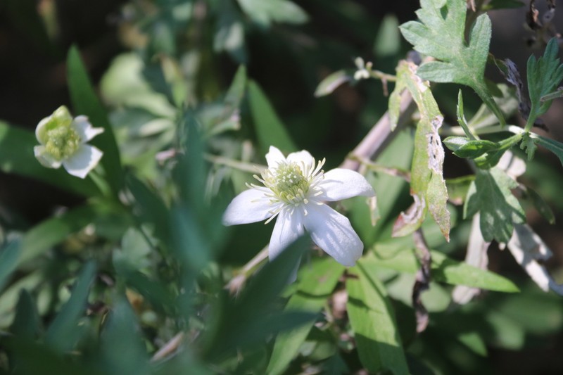 Clematis hexapetala photo 2