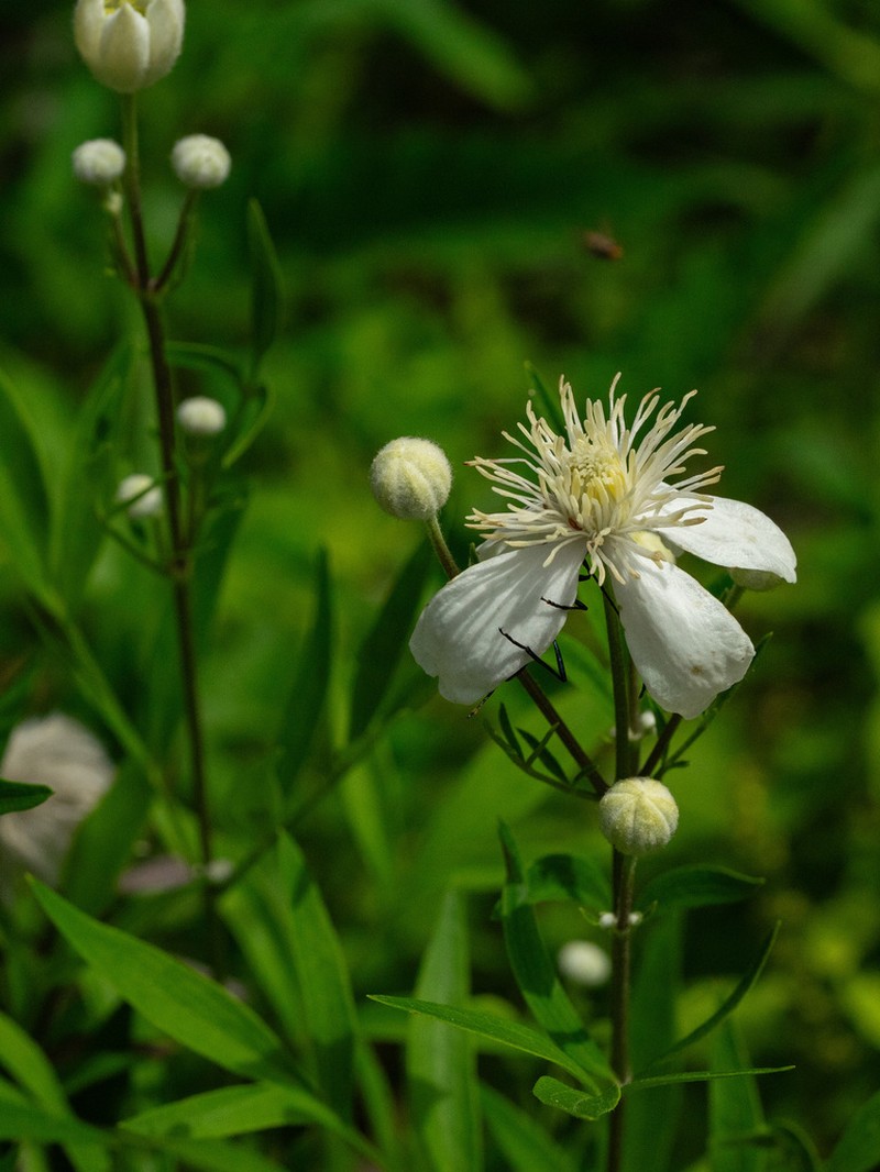 Clematis hexapetala photo 3