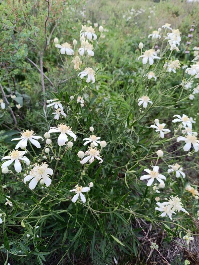 Clematis hexapetala photo 4