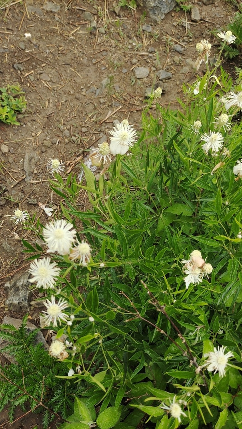 Clematis hexapetala photo 6