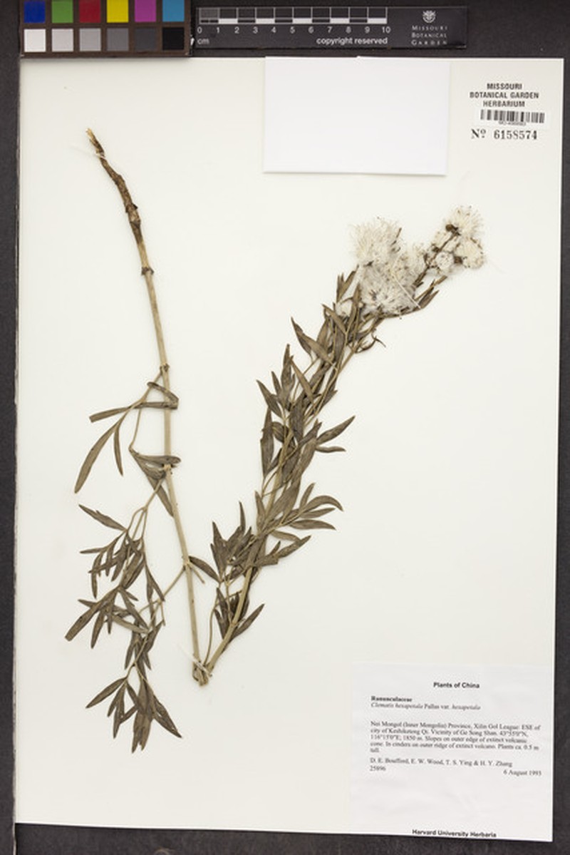 Clematis hexapetala var. hexapetala