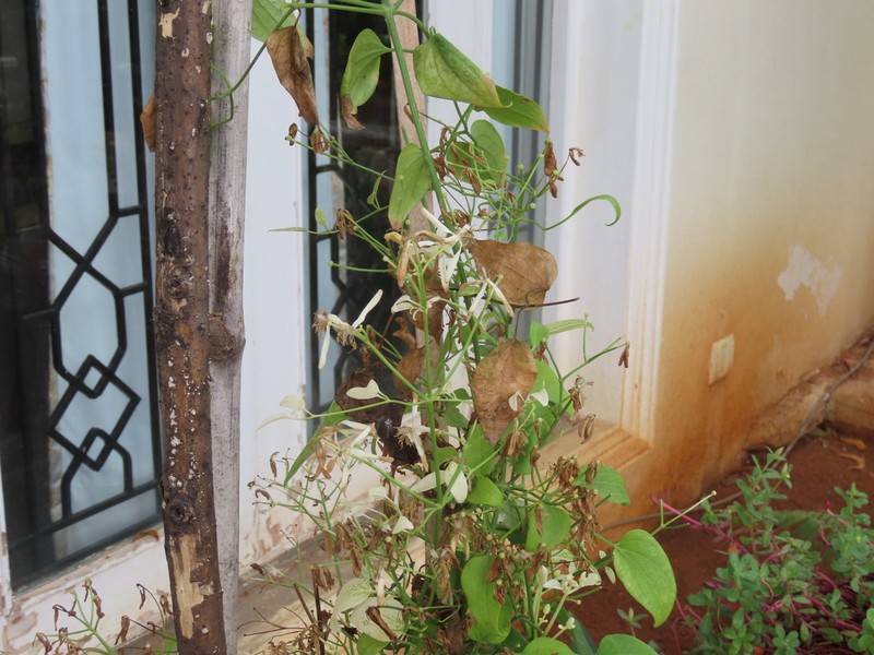 Clematis heynei photo 3