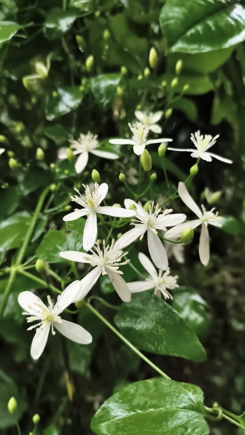 Clematis heynei photo 4