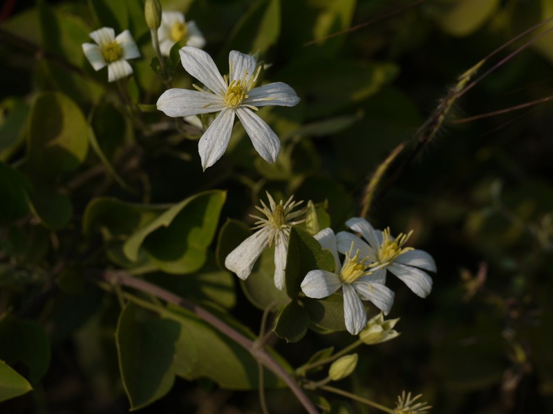 Clematis heynei photo 5