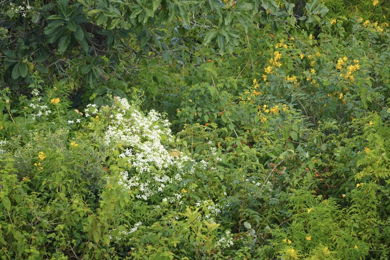 Clematis heynei photo 7