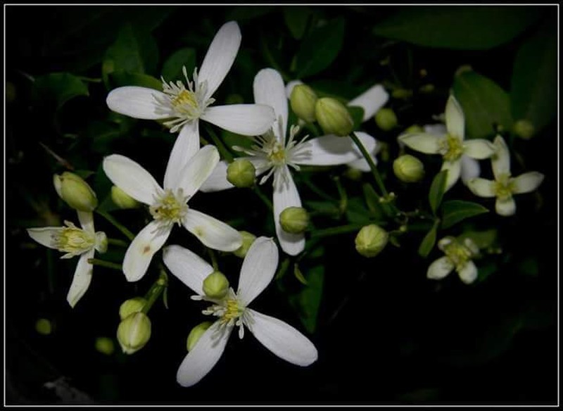 Clematis heynei photo 8