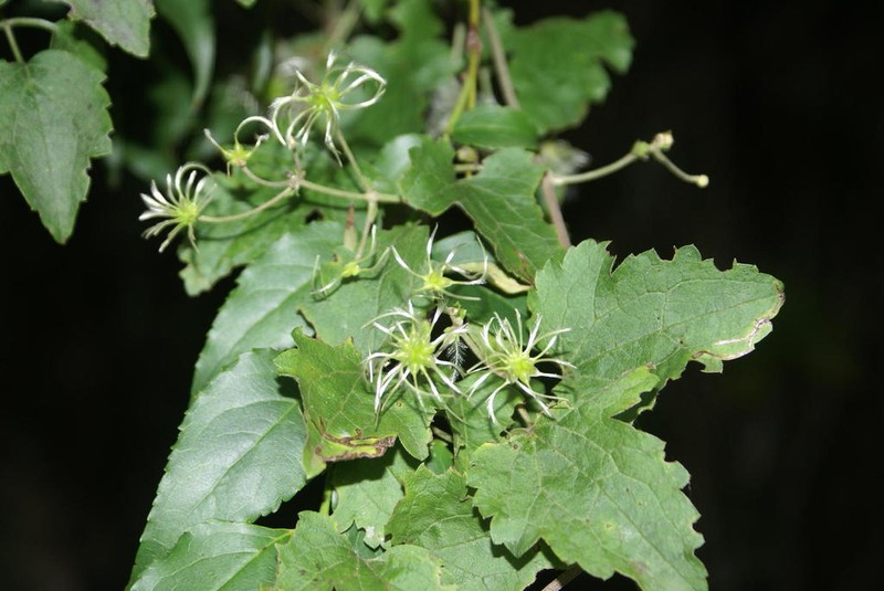 Clematis hirsuta