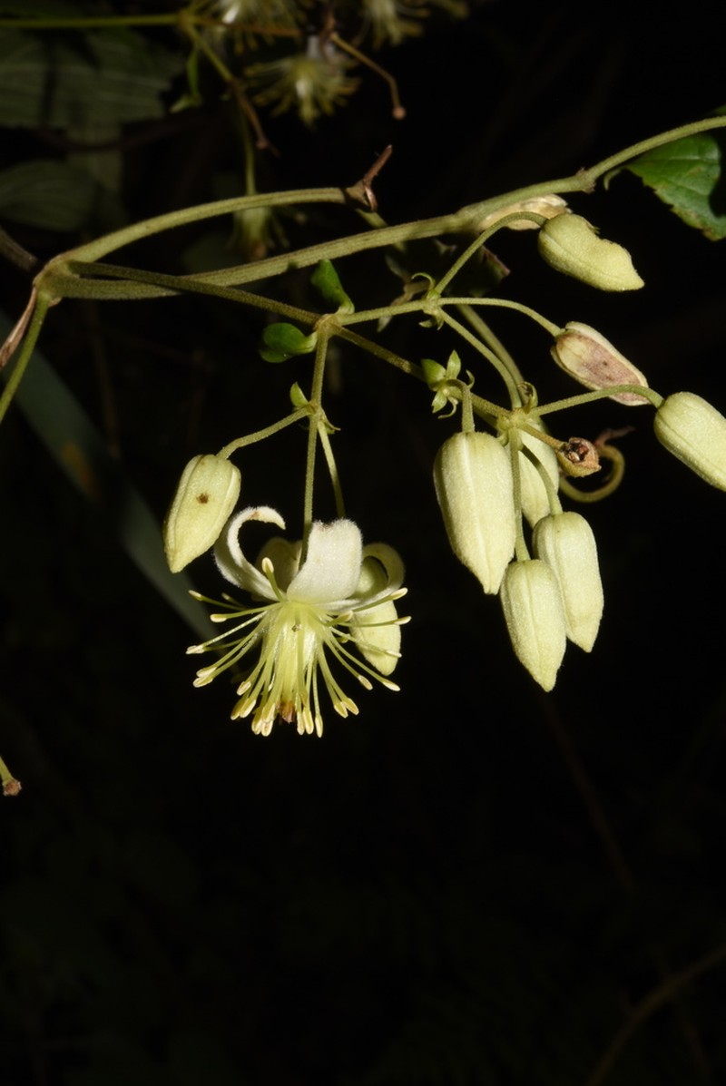 Clematis hirsuta photo 2