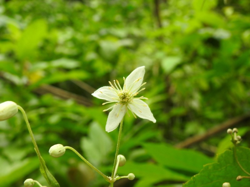 Clematis hirsuta photo 3