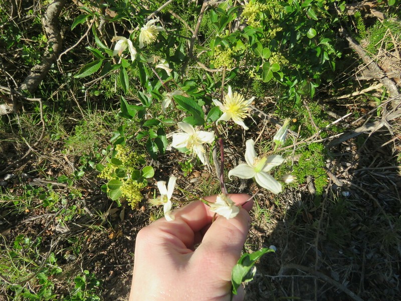 Clematis hirsuta photo 4