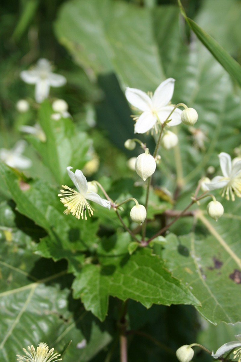 Clematis hirsuta photo 5