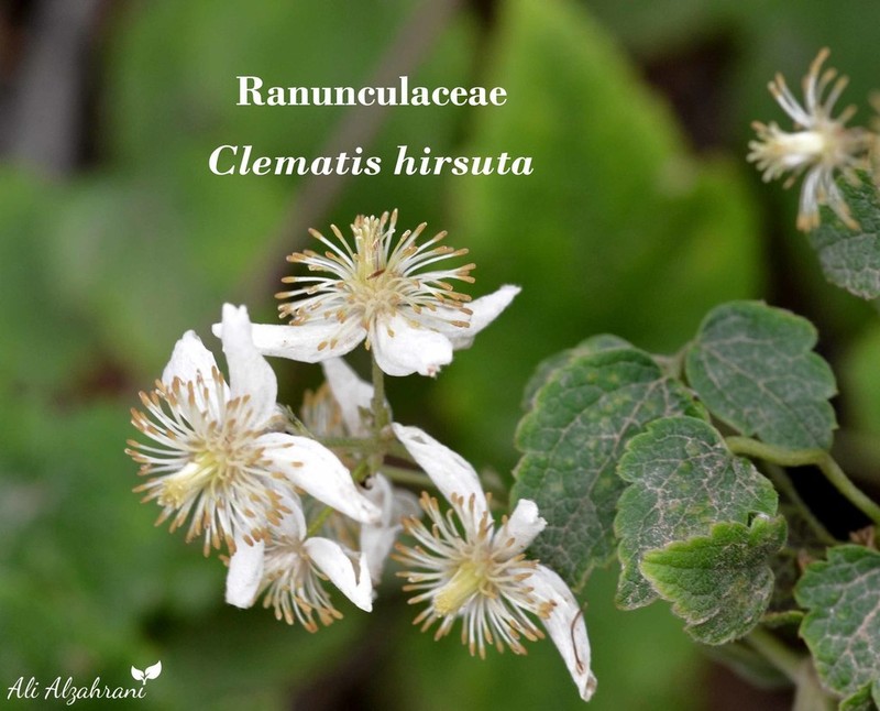 Clematis hirsuta photo 6